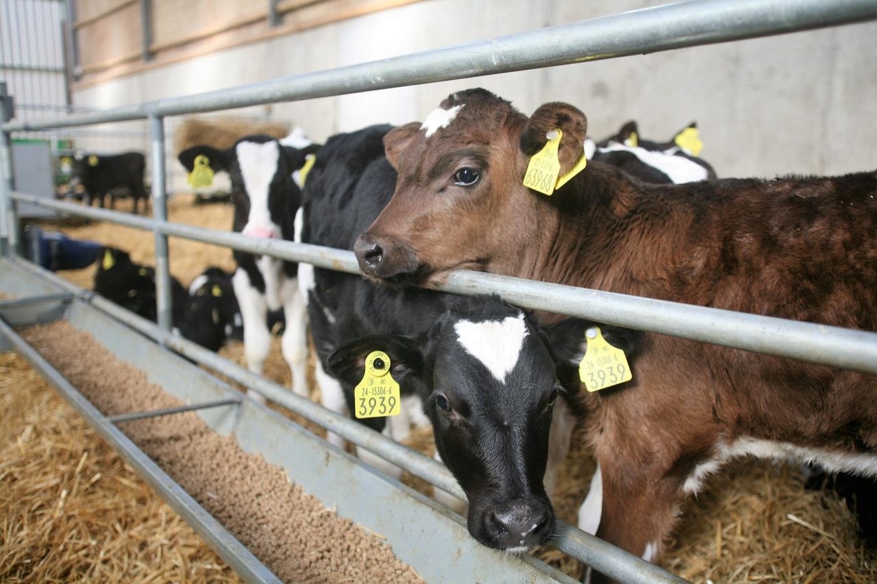 NI farmers urged to submit BVD PI claims before October deadline