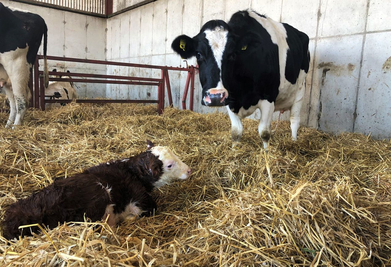 Avoid getting up during the night this calving season; here’s how…