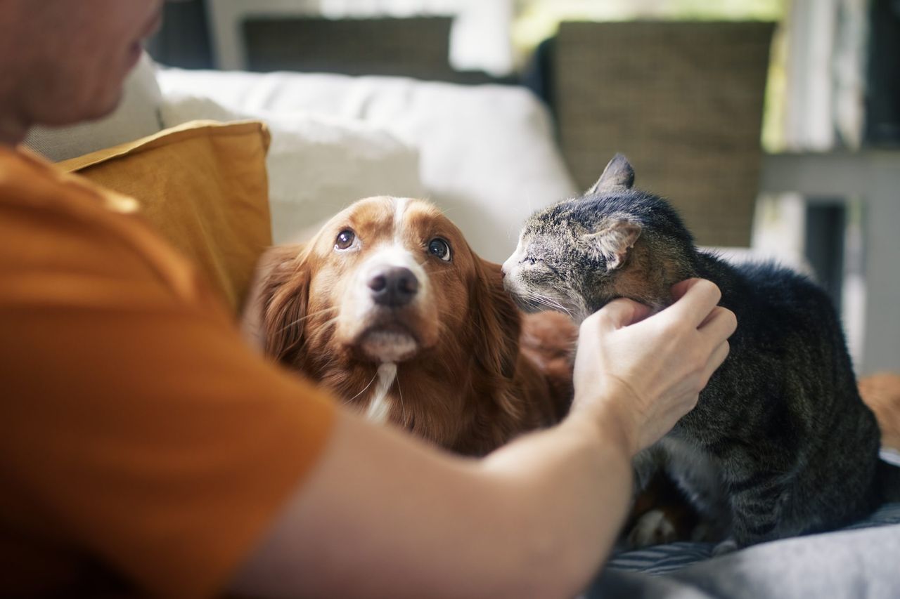 New BVA resource to help vets support clients to cut pets’ carbon pawprint