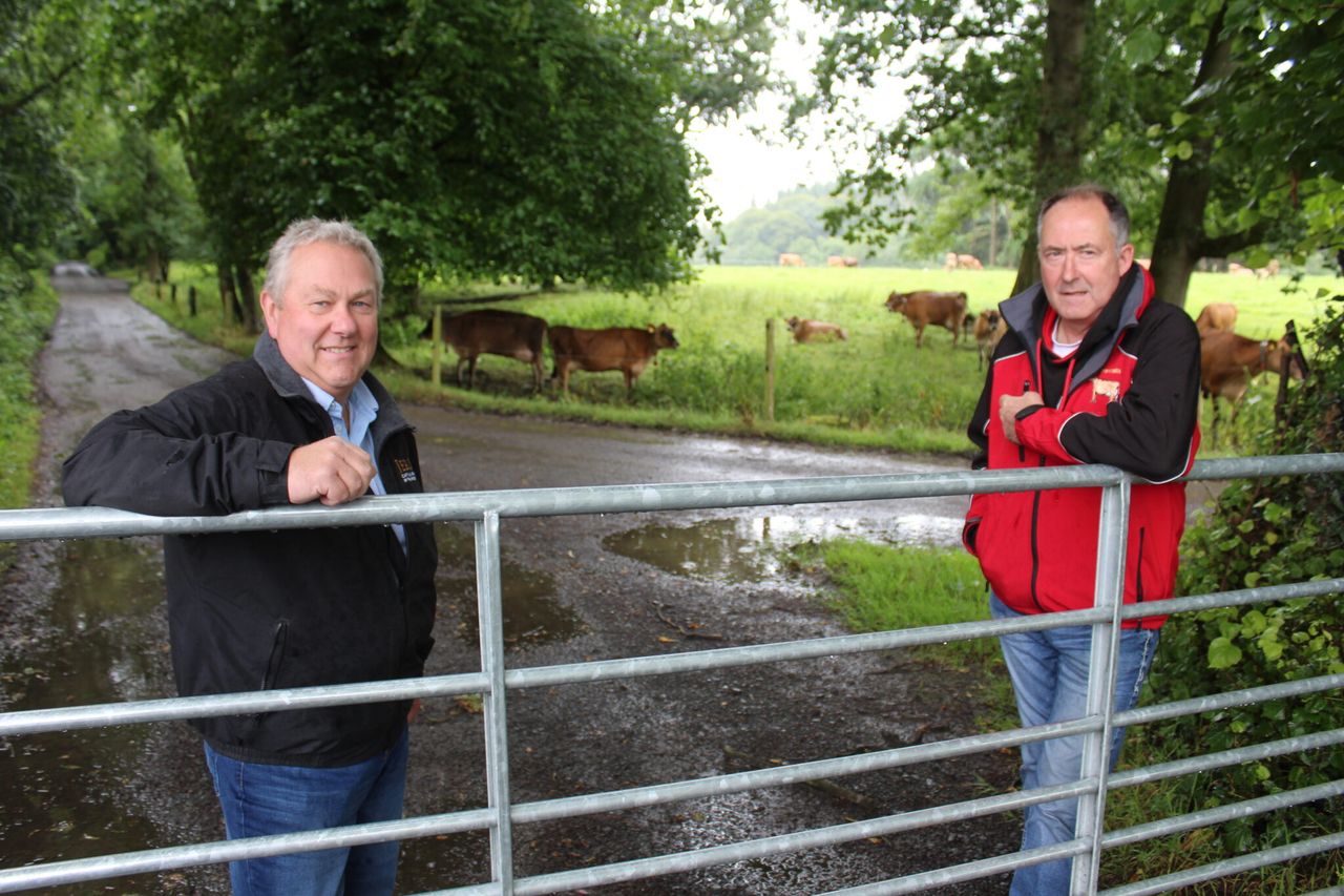 Milk price changes could boost NI Jersey cattle numbers