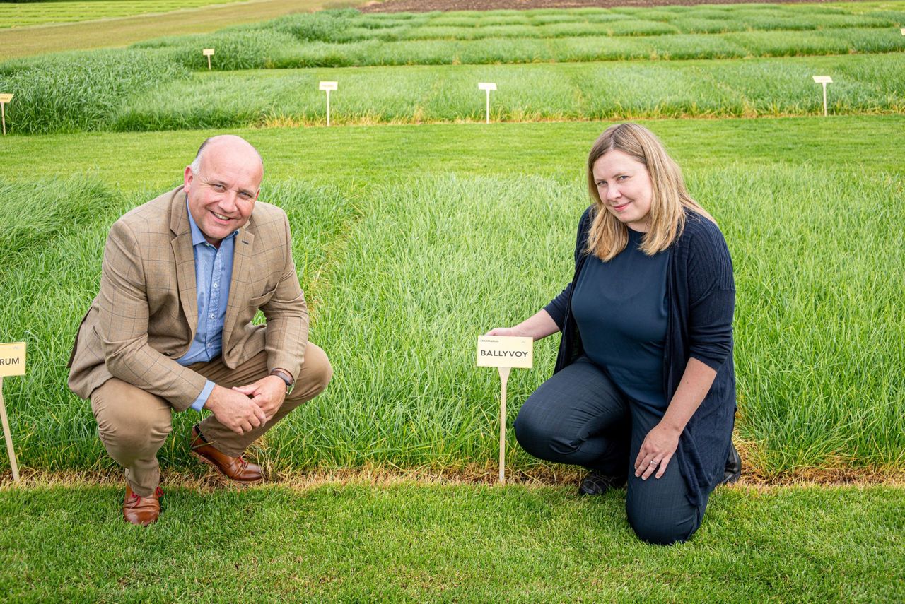 Ballyvoy and Dundrod – two new perennial ryegrass varieties from AFBI