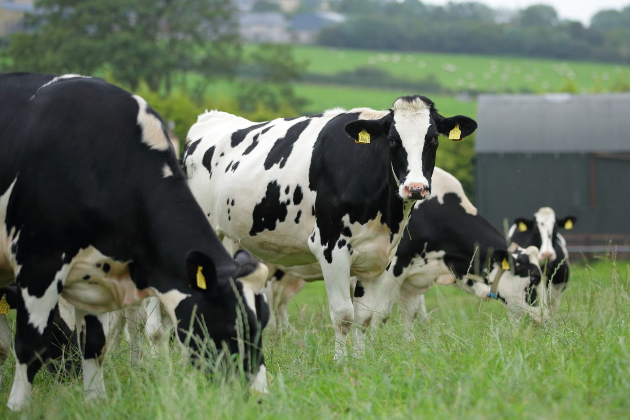 Effective breeding the ‘cornerstone’ of herd performance – AI company
