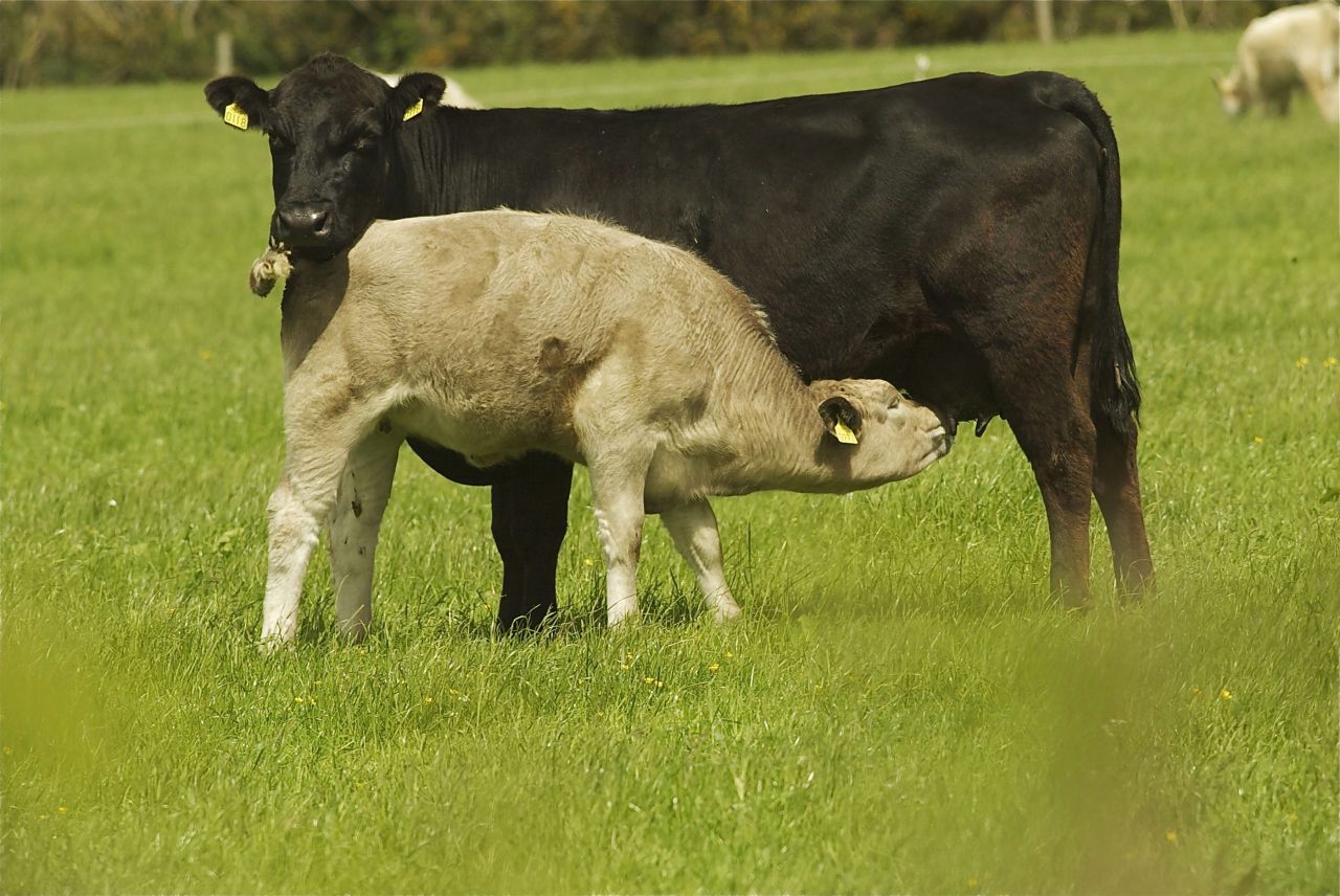 Grass tetany cases have started - know the early signs