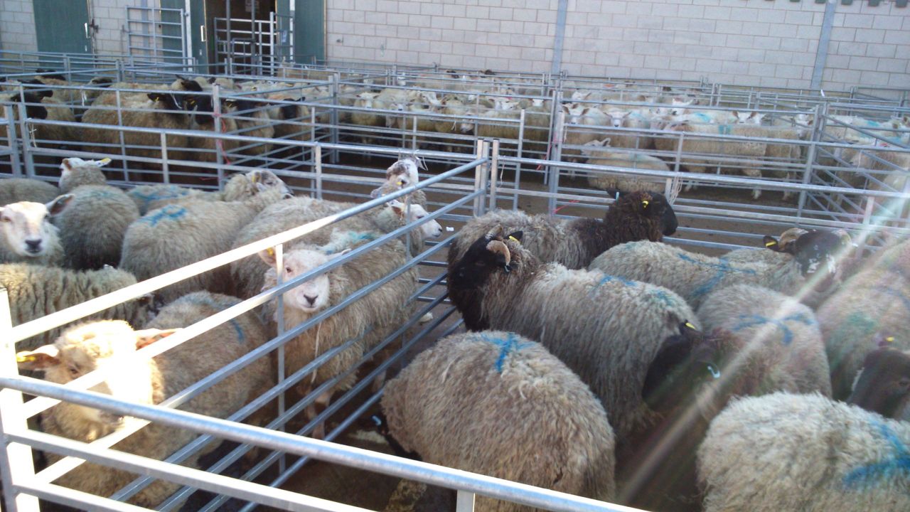 Cost of sheep production to be monitored by Tesco UK