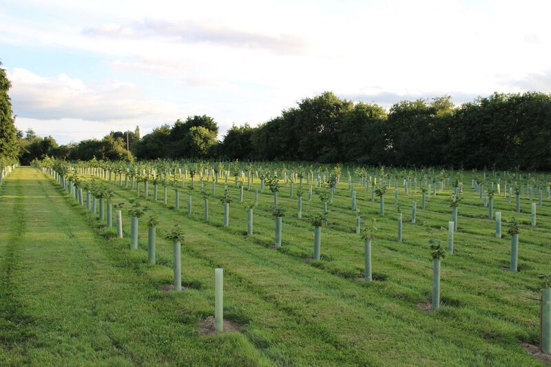 TFA raises concerns over tree planting notices