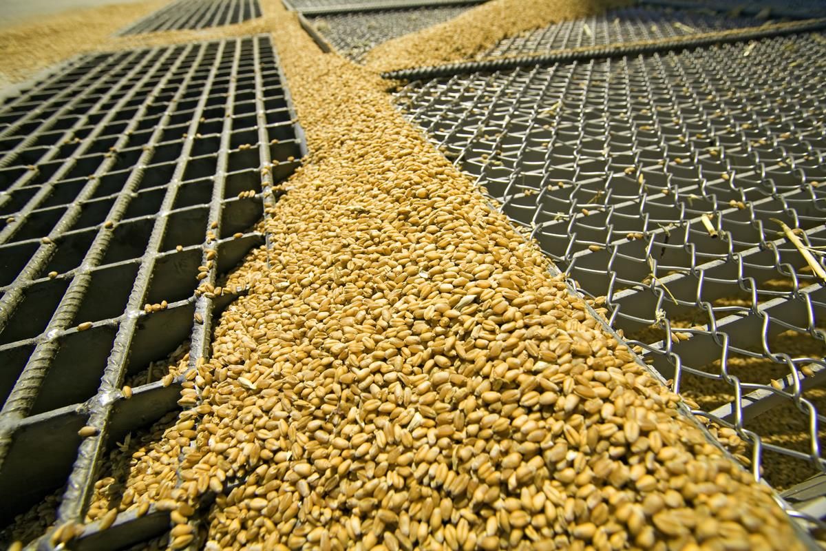 25m tonnes of maize still in Ukrainian feed stores
