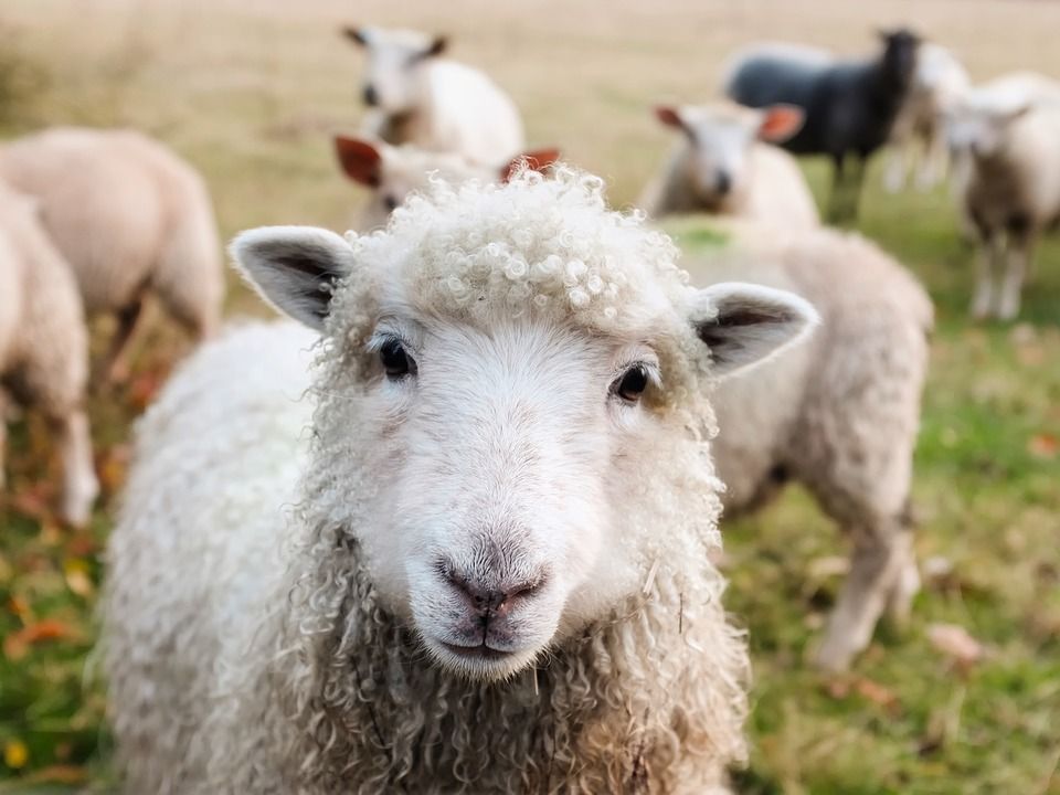 Top tips for managing beef and sheep enterprises - for June