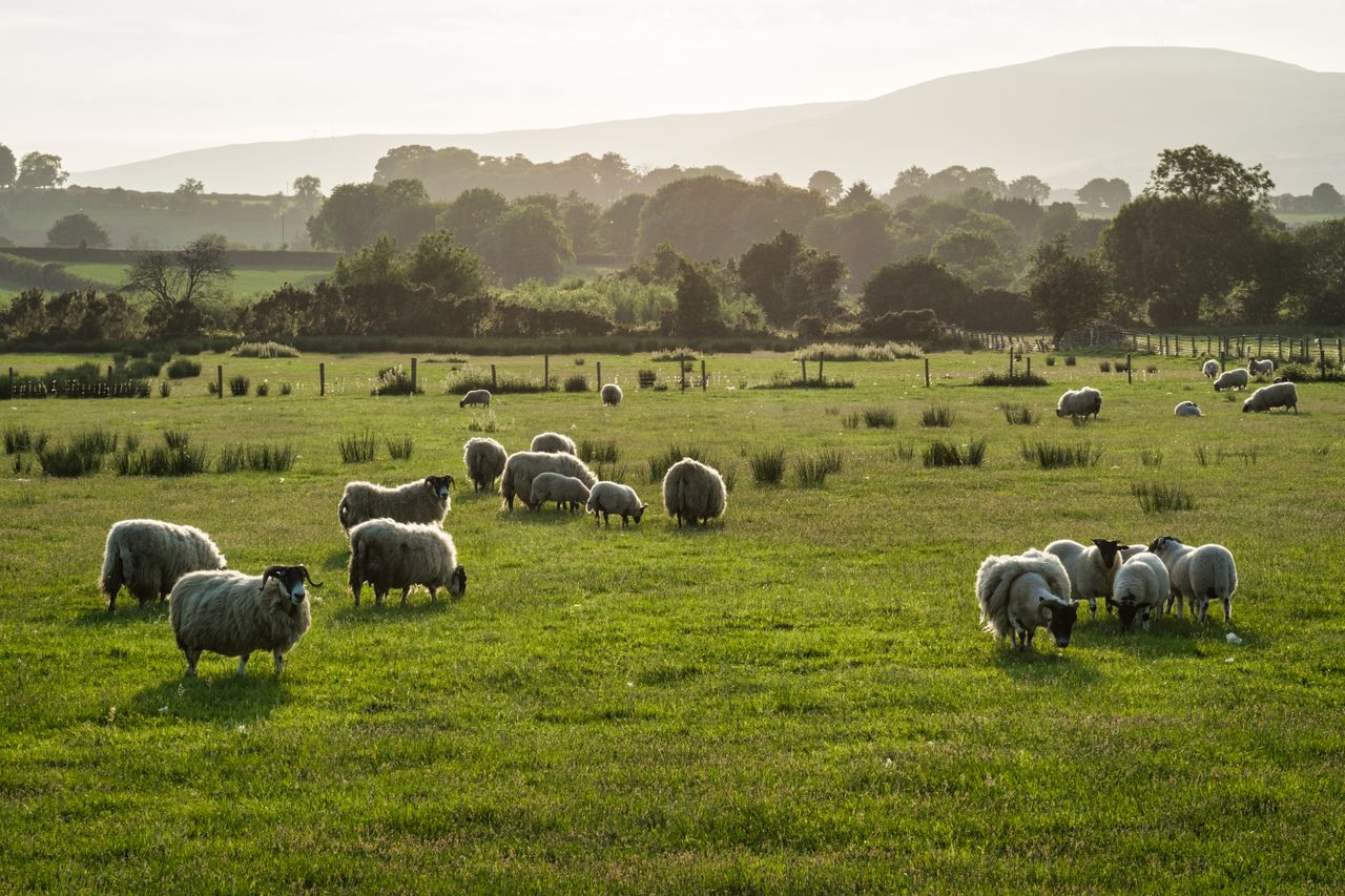 Healthy livestock are a solution to climate change - NSA
