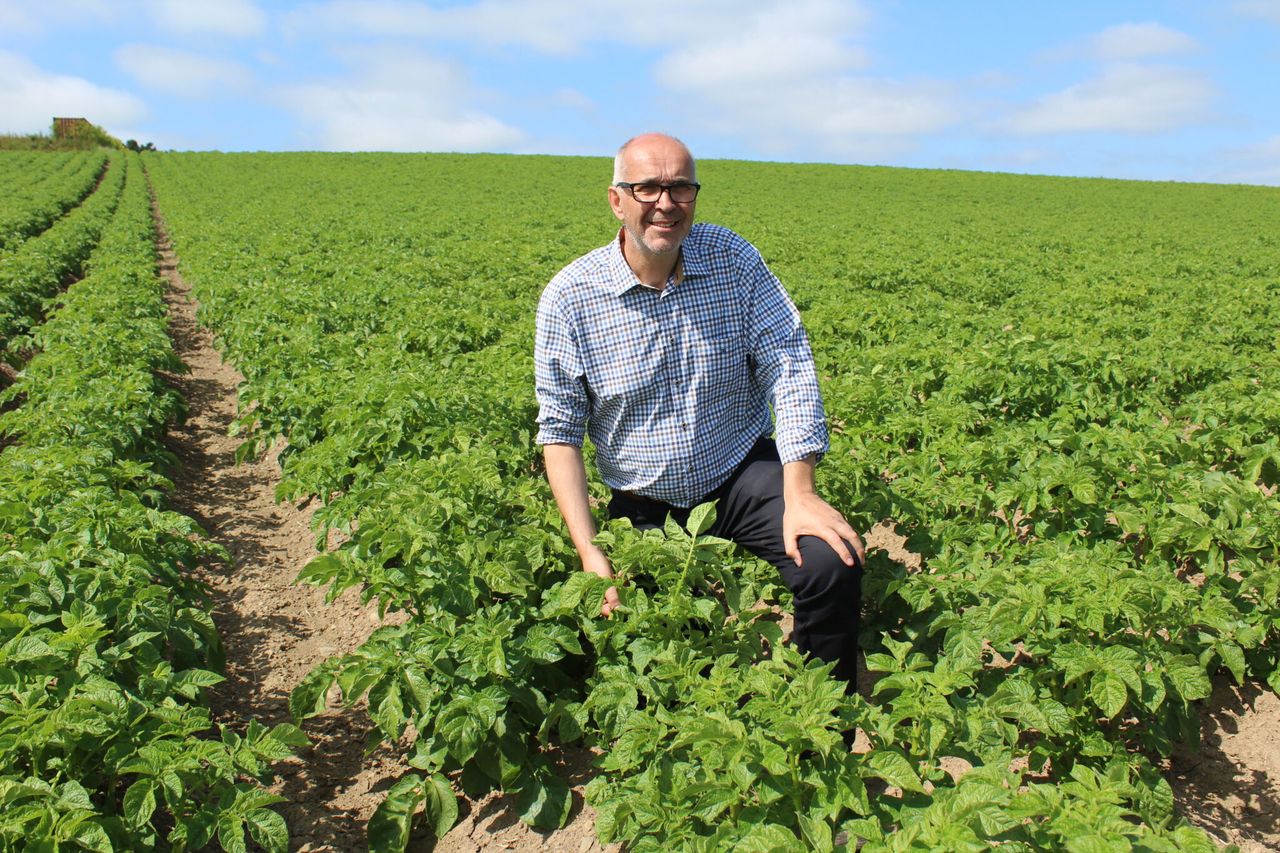 Europe’s potato industry falls victim to extreme weather