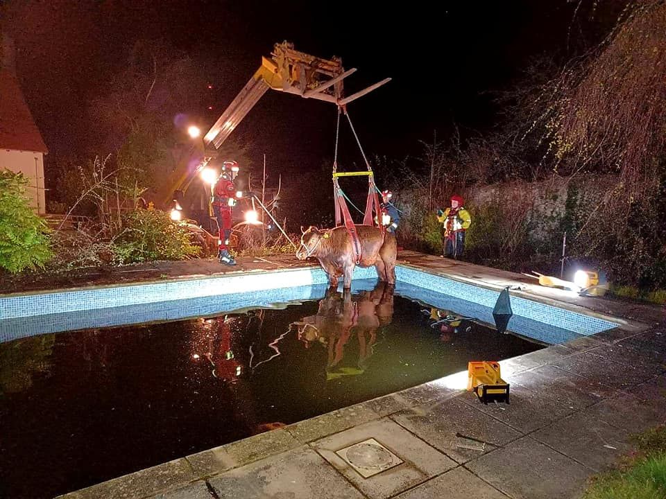 Pics: Young bullock rescued from swimming pool in Devon