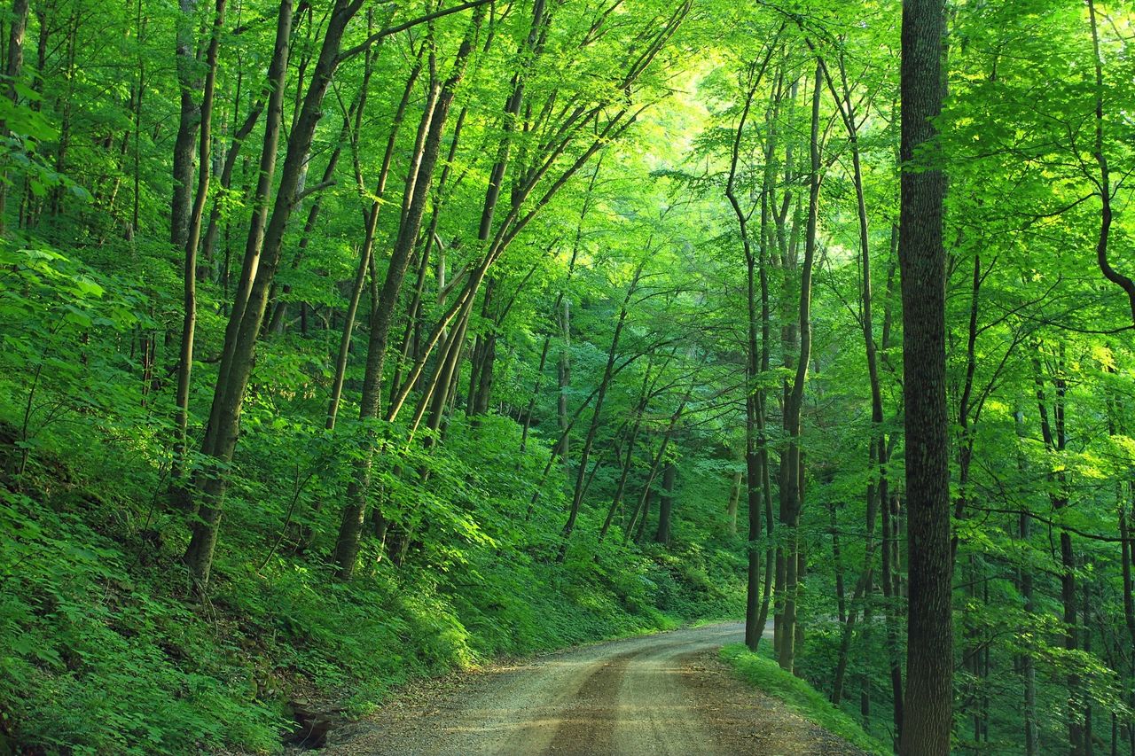 NDA invests £200k into new Community Forest