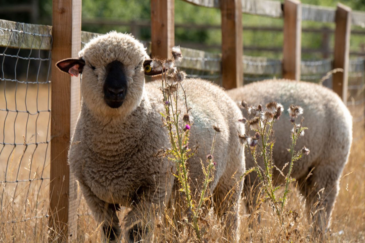 Blenheim Estate welcomes Hampshire Down rams