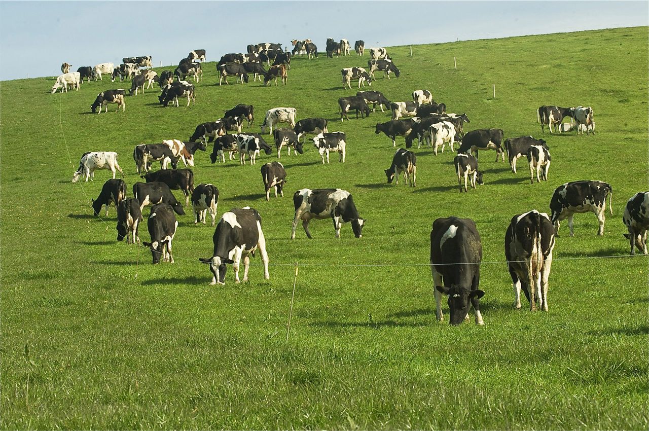 How much do you know about cows on Cow Appreciation Day?