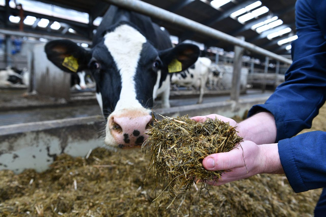 CAFRE: ‘Encouraging’ ammonia emissions results from dairy herd