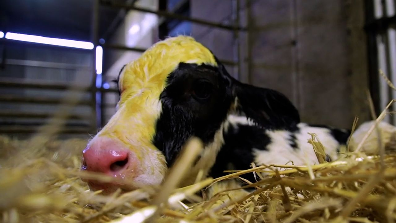 Autumn-calving: Best practice for stomach tubing