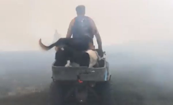 Video: Farmers race to save sheep from searing flames