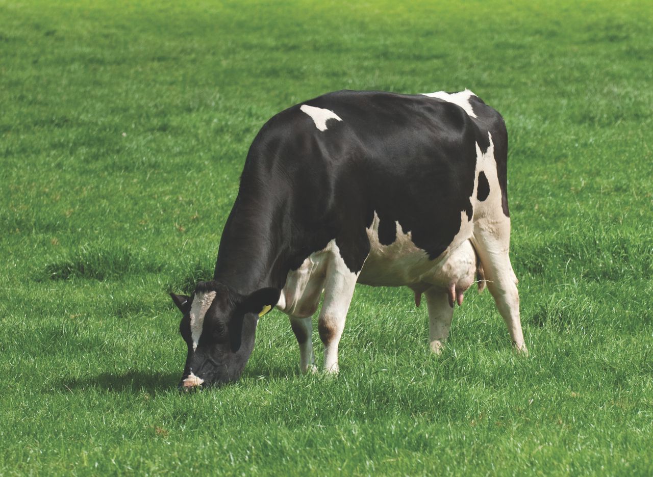 British dairy production set to rise in 2025 - AHDB