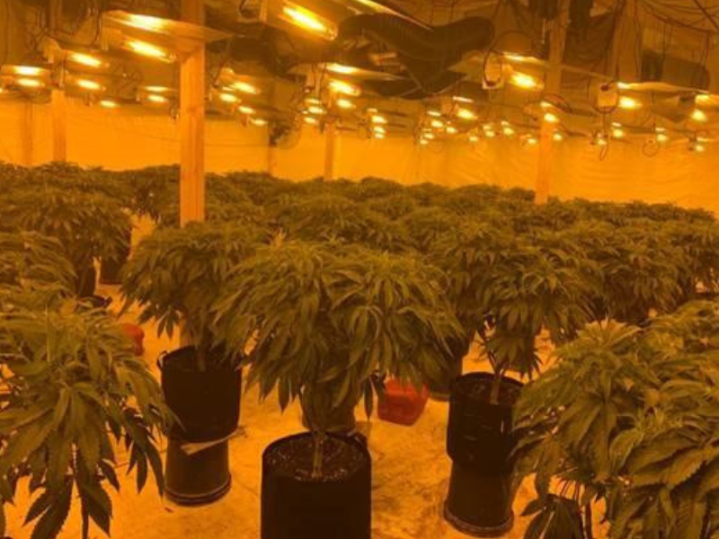 Man sentenced following cannabis farm discovery in rural Co. Down