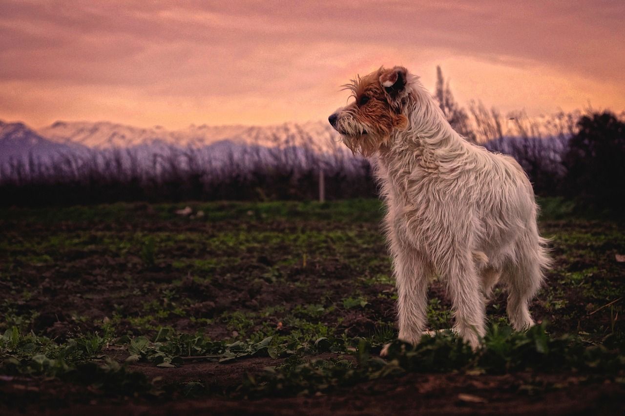 NFU Mutual warns farmers of potential rise in dog attacks