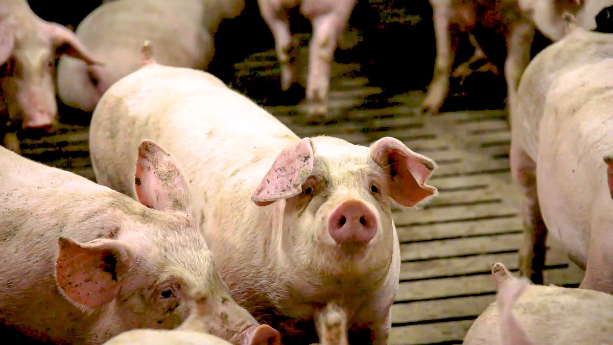 NPA welcomes new Fair Dealing pig regulations