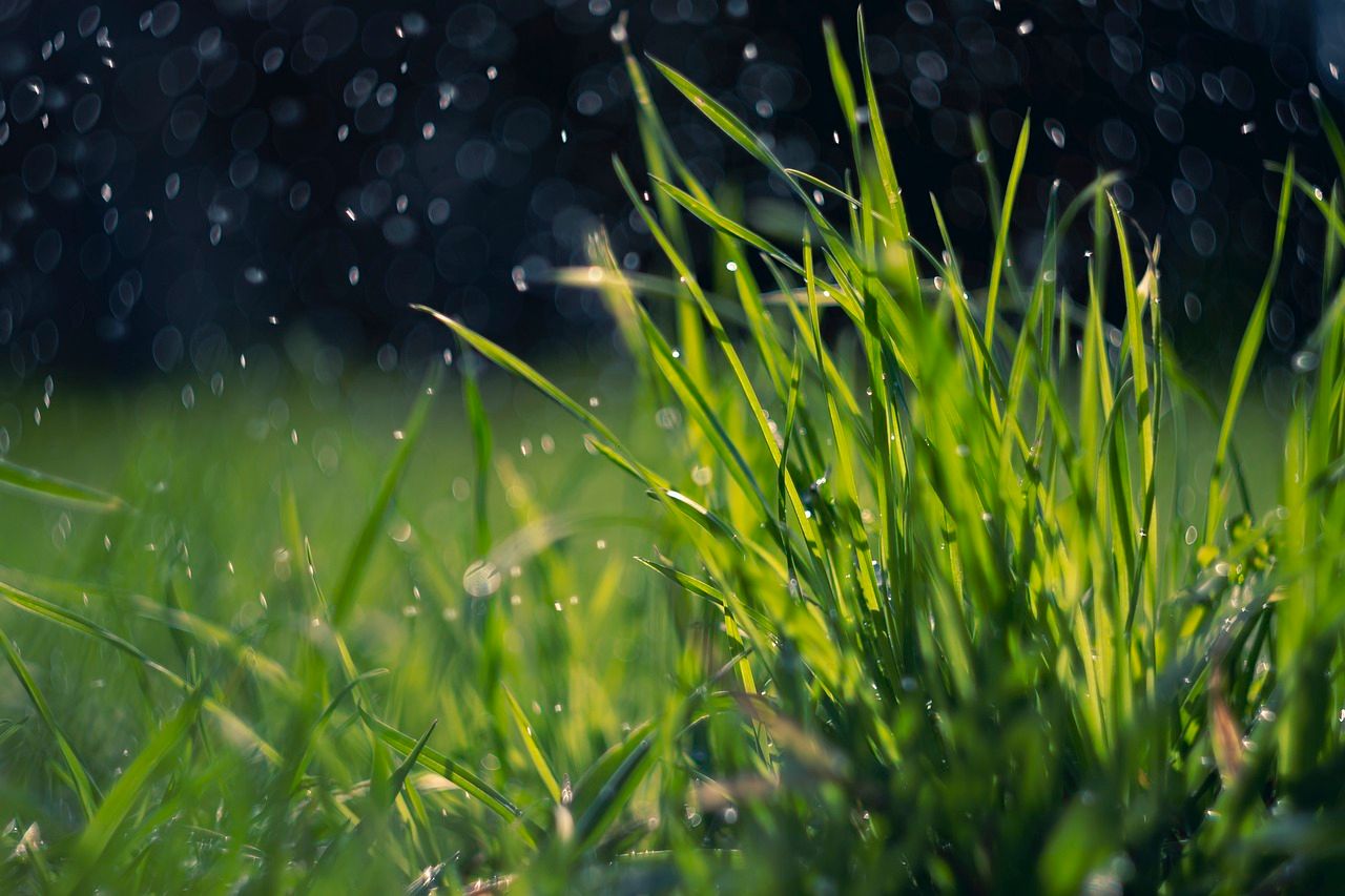 Grass production must be ‘harnessed effectively’ – NI dairy expert
