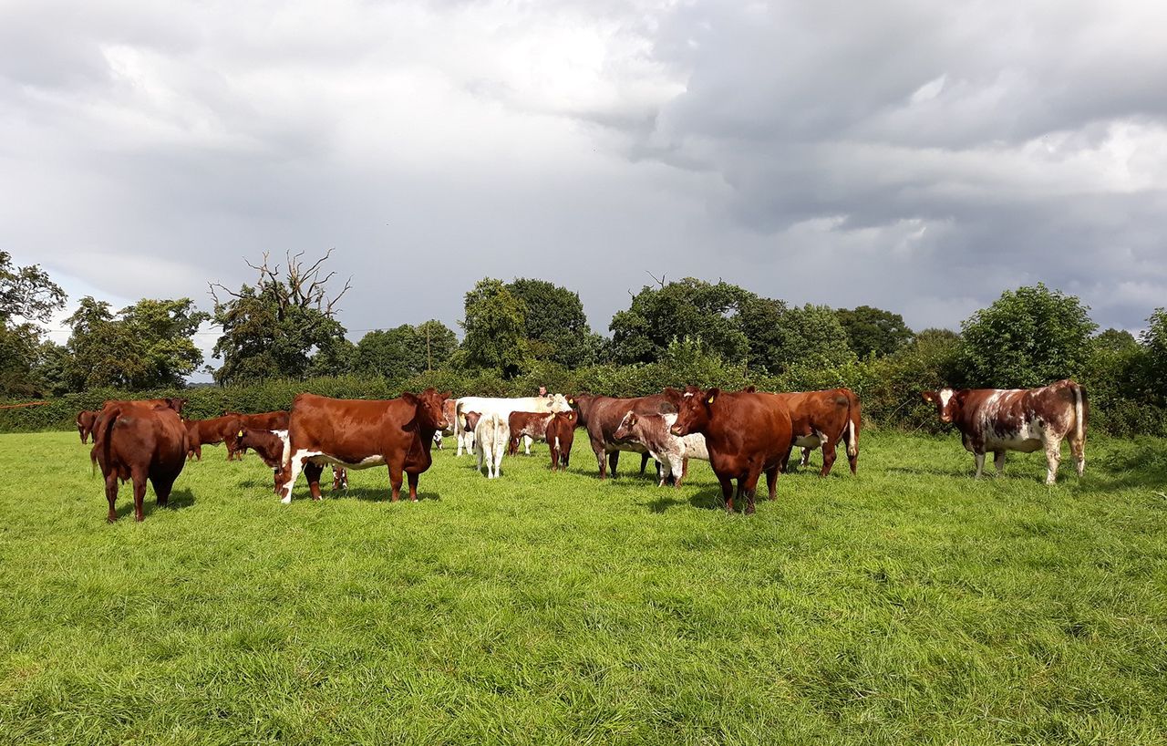 Winners of NI Beef Shorthorn awards celebrate in Cookstown
