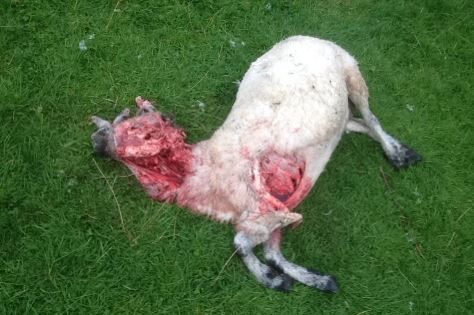 Warning graphic pics: 17 sheep killed in dog attack, 8 still missing