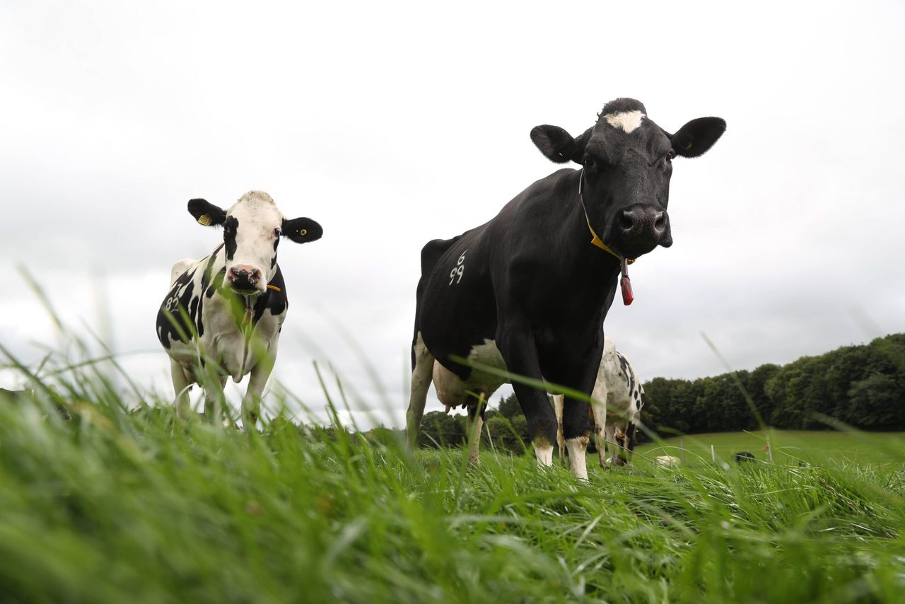 New figures show NI dairy has slashed emissions as production surges