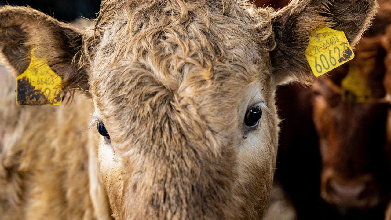 Farmers urged to share their bovine TB story in NI consultation