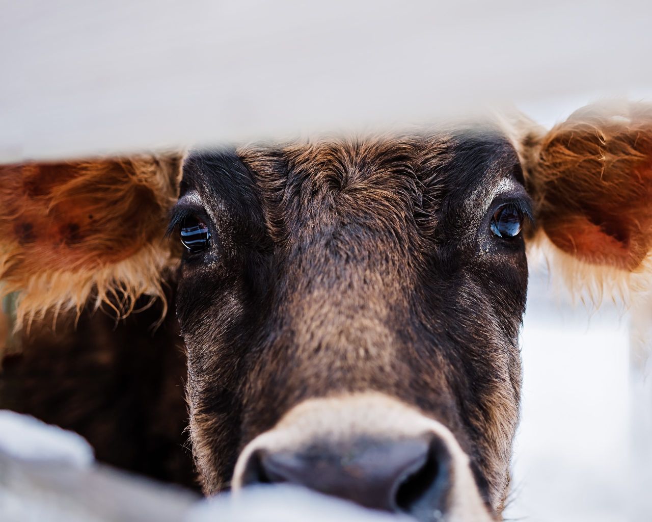 ‘Urgent’ work to bring additional BTV vaccines into UK amid outbreak