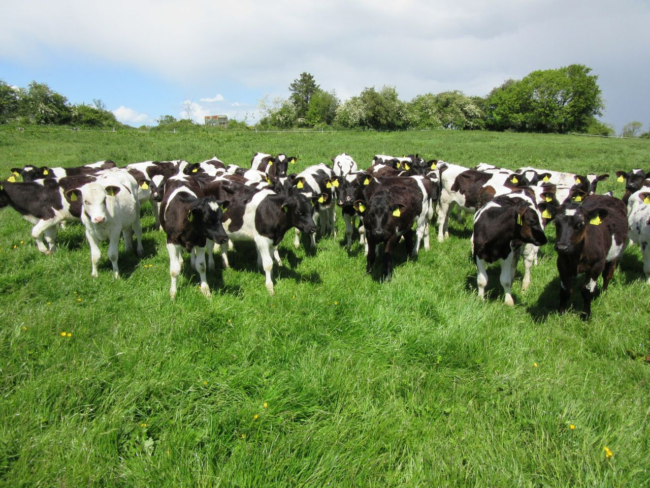 How to combat summer scour syndrome in your calves