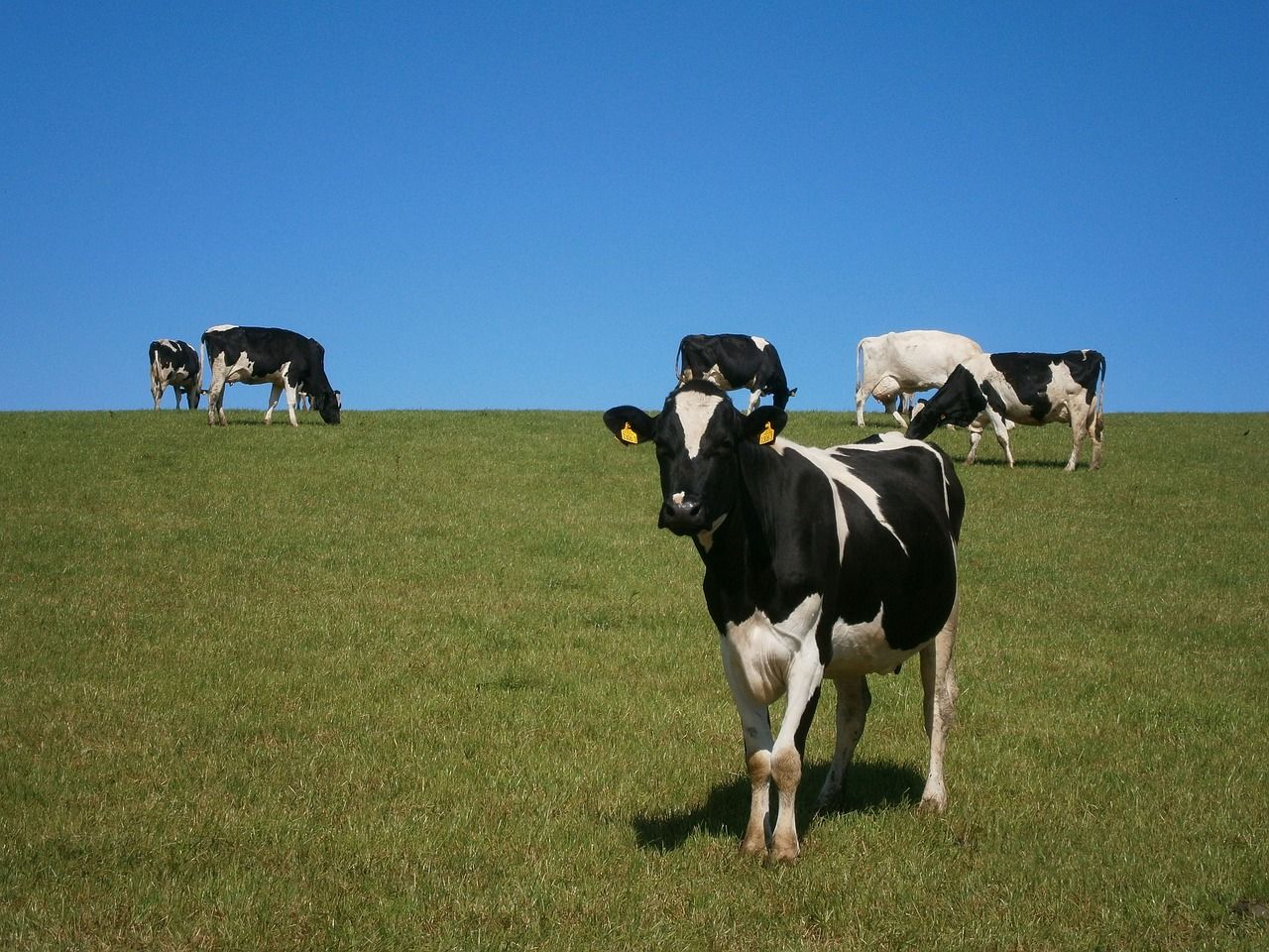 EU Dairy Symposium: Farming and climate action are in ‘comfortable co-existence’