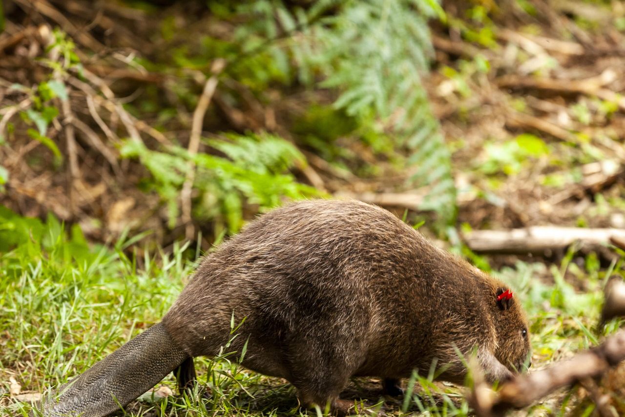 Beavers released in Forest of Dean marks first in 400 years
