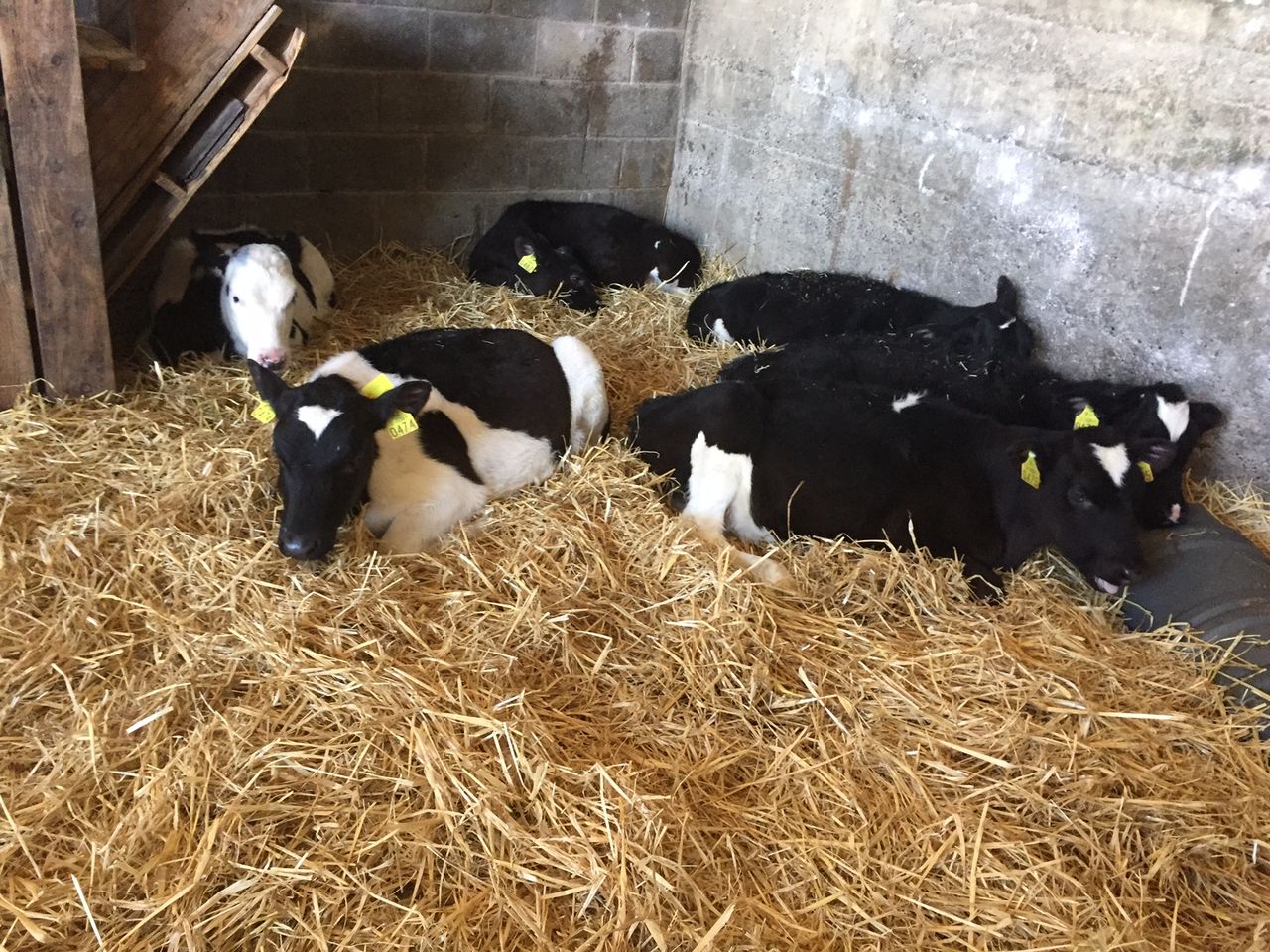Appeal for information after 30 calves stolen from farm