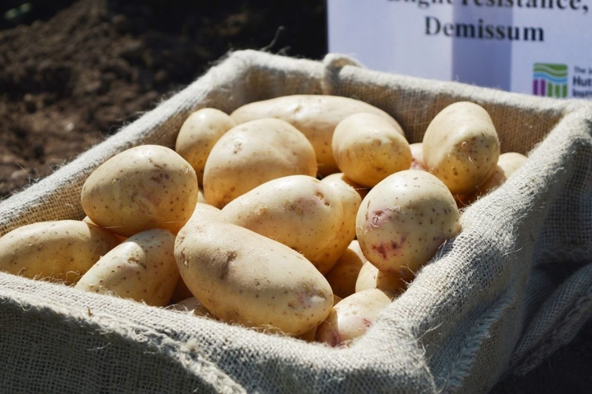 Fast-maturing, resilient potatoes in Hutton researchers’ sights
