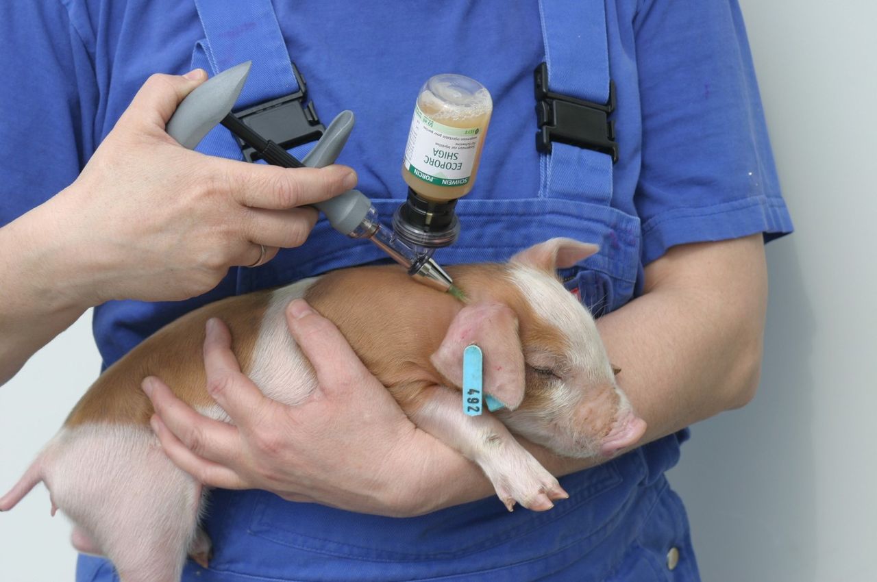 UK pig industry antibiotic use plateaus as dysentery challenges herd health
