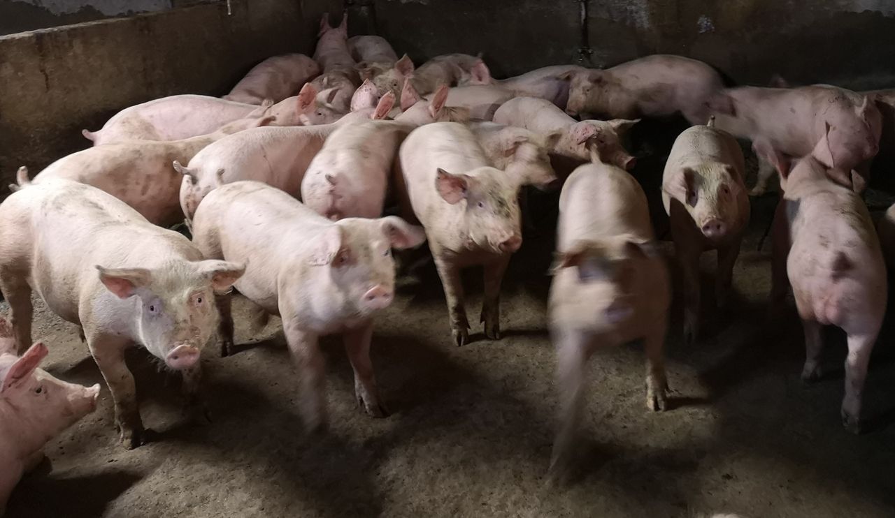 Research: Public would pay more for meat with good farm welfare