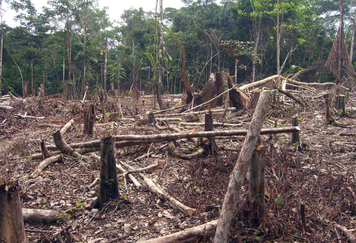 Deforestation in Brazil soars dramatically in first half of July