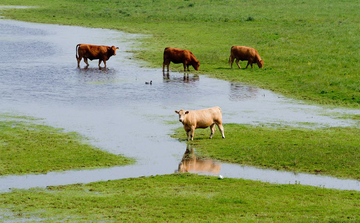 Fund to support farmers affected by flooding opens