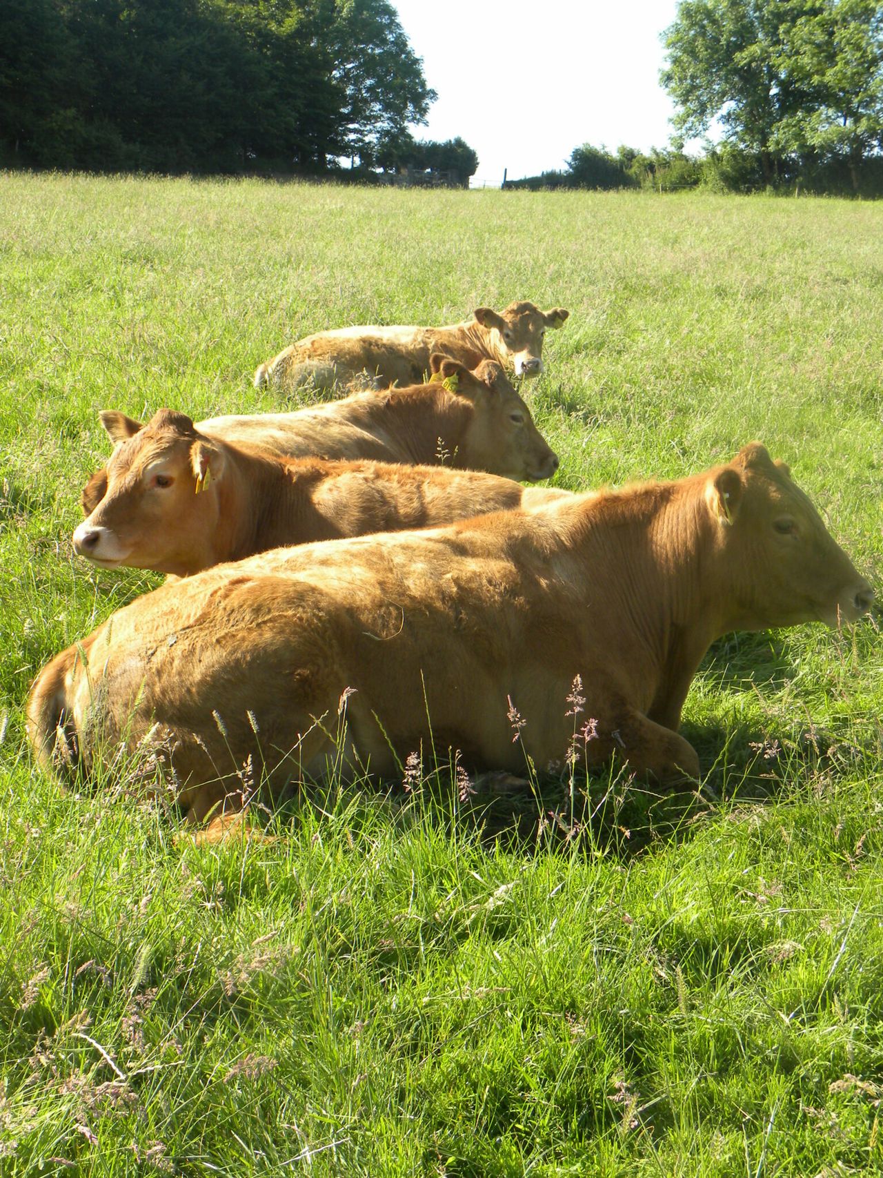 Beef conformation values on the rise in Northern Ireland
