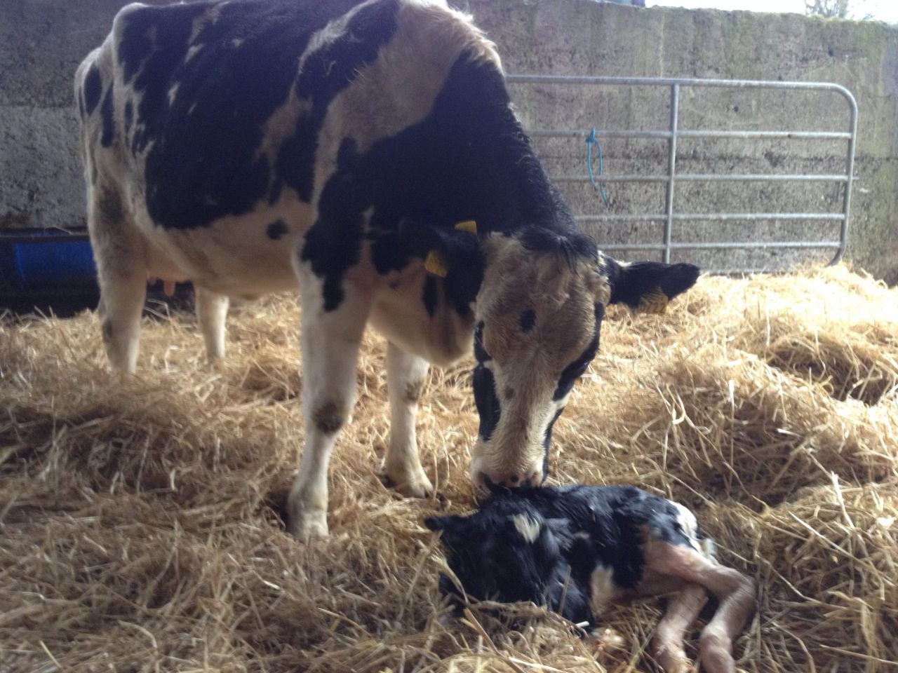 Four Northern Ireland dairy farms among first to be RSPCA-assured for welfare