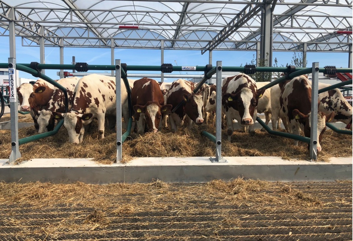 Cows arrive aboard ‘world’s first’ floating farm in Dutch city