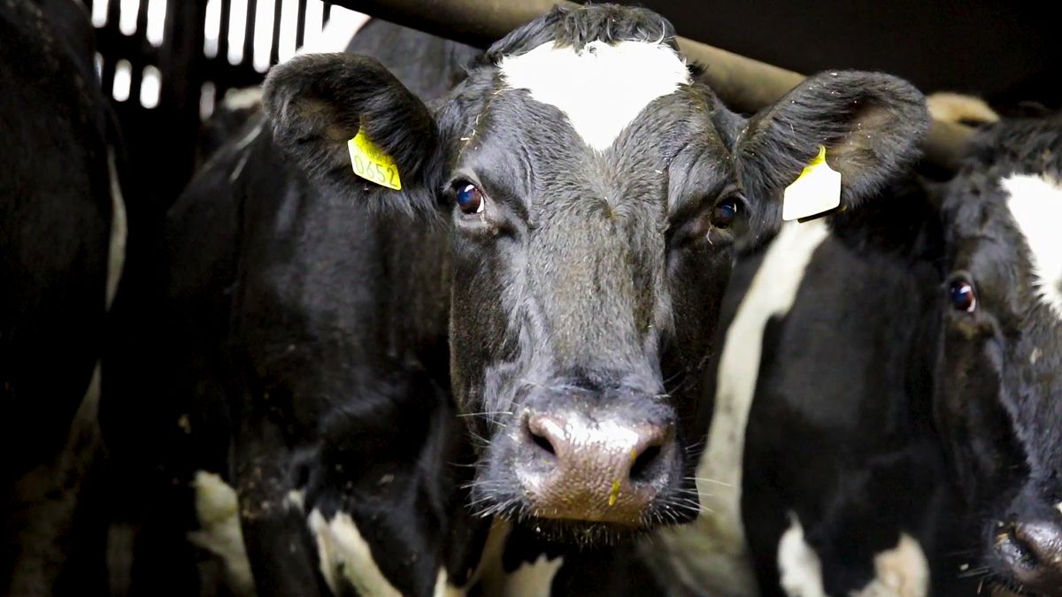 Dispersal sale of dairy herd receives top price of €2,930