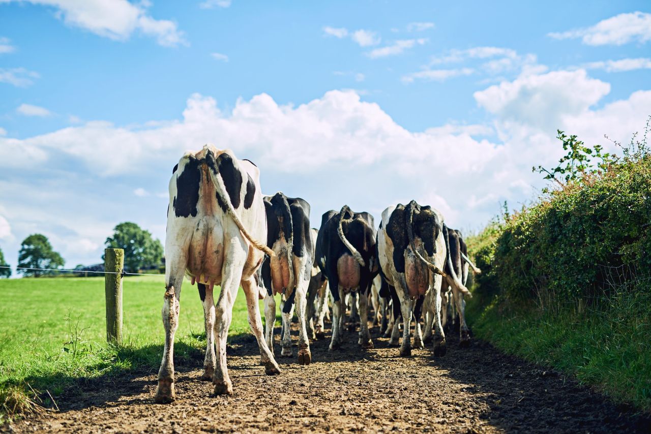 Designing a lameness control plan for 2026