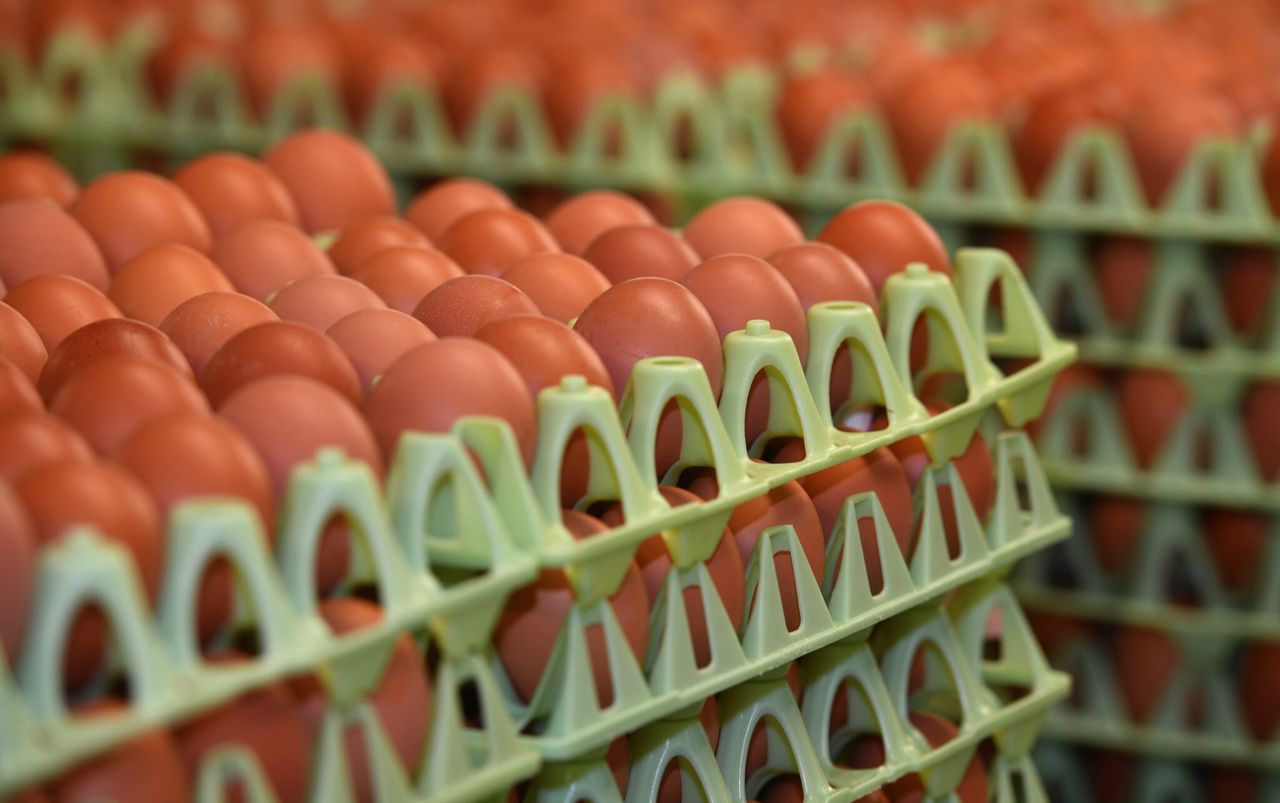 A top quality diet ‘best investment’ poultry farmers can make – specialist