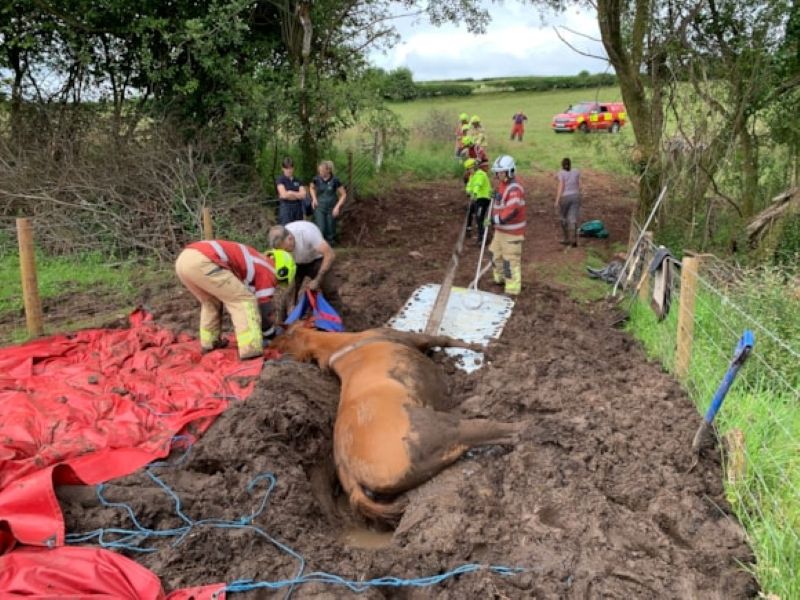 Brecon, Wales: Fire service rescues horse from bog