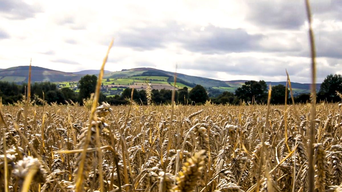 NI to establish 2 arable Technology Demonstration Farms