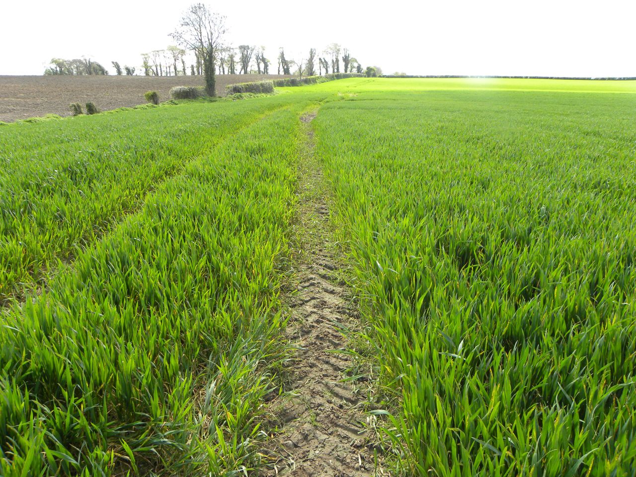 Here is the easiest way to control Black Grass in a direct drilling system