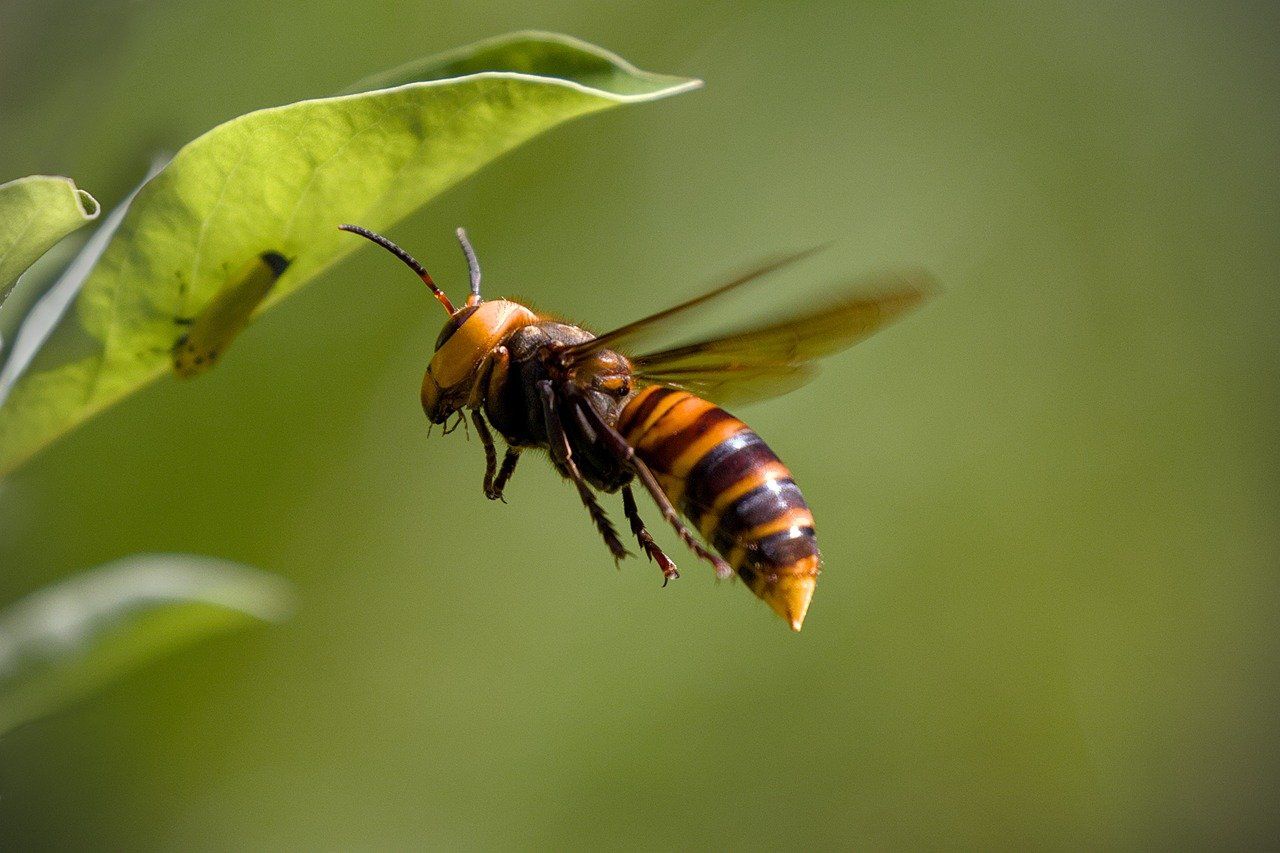Public to be 'vigilant' after record number of Asian Hornets
