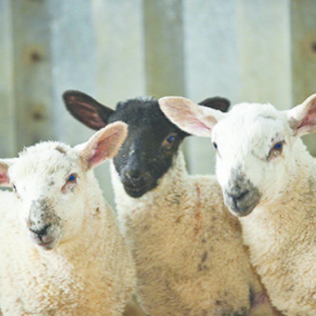 Morrisons becomes second supermarket to commit to ‘British-only’ lamb